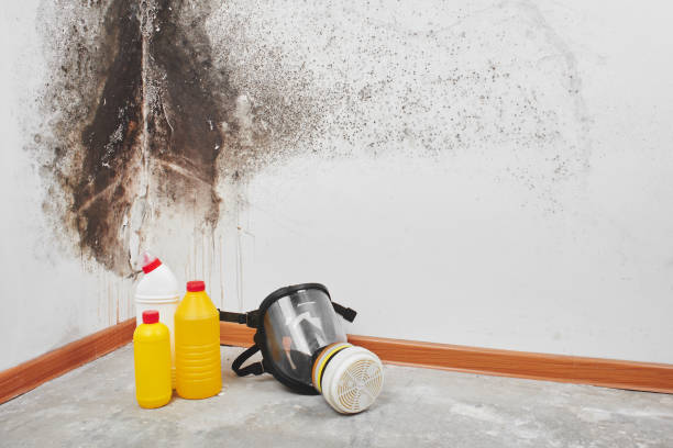 Best Mold Damage Repair  in Hendersonville, TN
