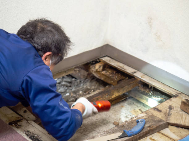 Best Office Mold Removal Services  in Hendersonville, TN