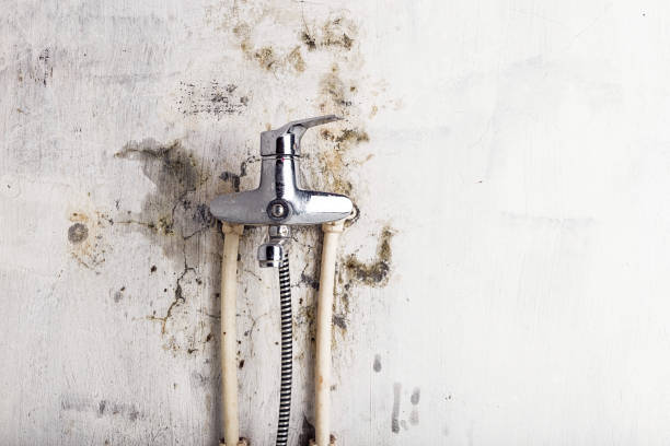 Trusted Hendersonville, TN Mold Removal Experts