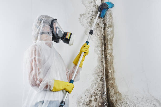 Best Local Mold Removal Service  in Hendersonville, TN