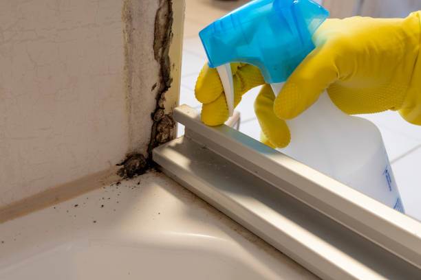 Best Professional Mold Removal  in Hendersonville, TN