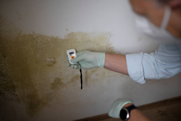 Mold Removal and Inspection in Hendersonville, TN