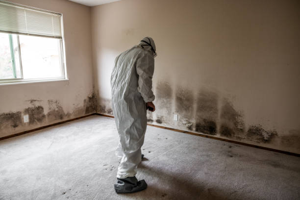 Best Commercial Mold Removal  in Hendersonville, TN