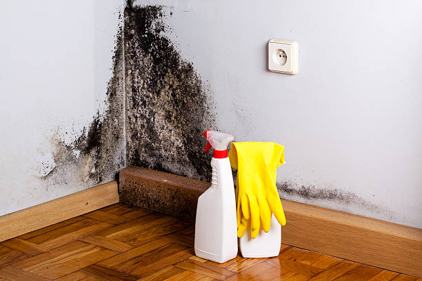 Best Black Mold Removal  in Hendersonville, TN